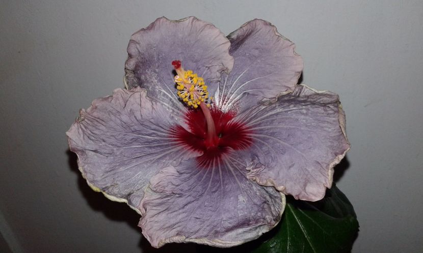  - Hibiscus Petra