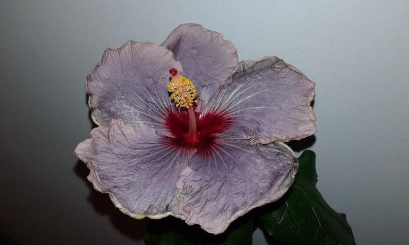  - Hibiscus Petra