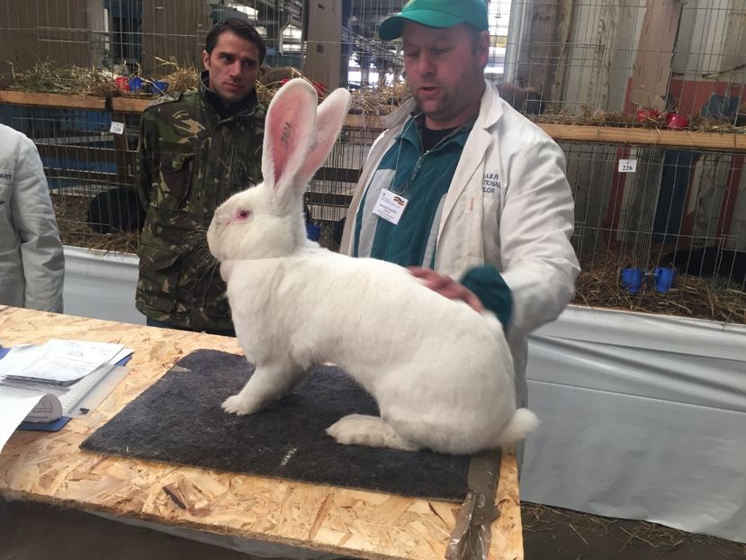 Femela mea RO 416 in momentul arbitrarii - 0 Rezultate expo Națională Băicoi 29 11-3 12 2017