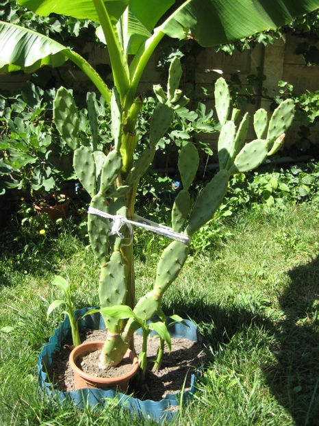 Primele flori au trecut.... - 3 FLORI DE CAMERA