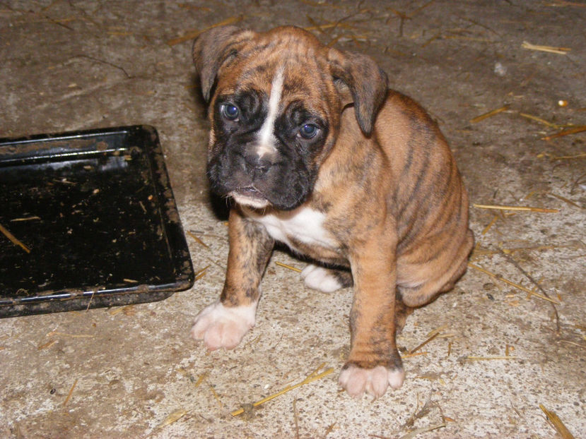 la 44 zile - CATEI 2017 SERIA A DOUA