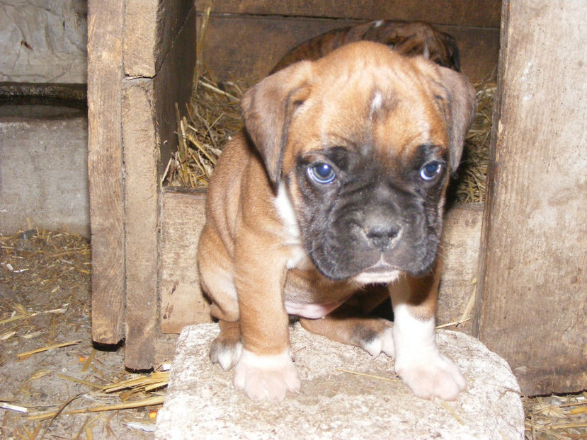 la 44 zile - CATEI 2017 SERIA A DOUA