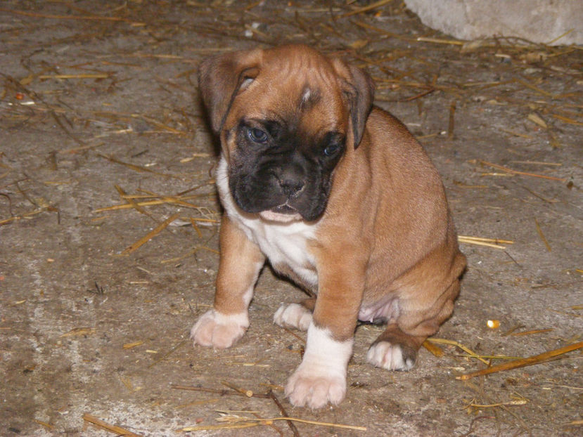 la 44 zile - CATEI 2017 SERIA A DOUA