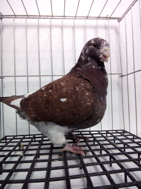  - Porumbei americani