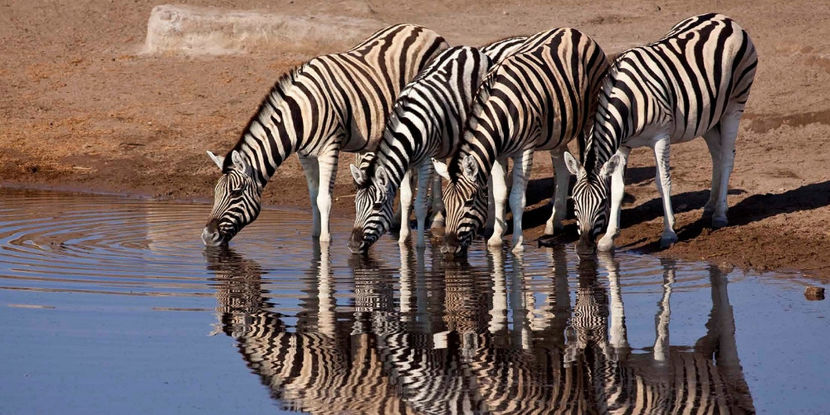 Animalele-se-află-într-o-armonie-perfectă-cu-natura - Animale in lume