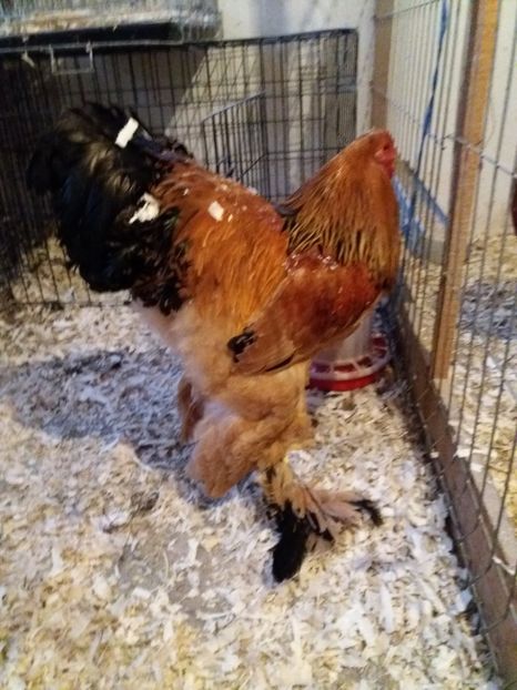  - Tineret pentru 2018