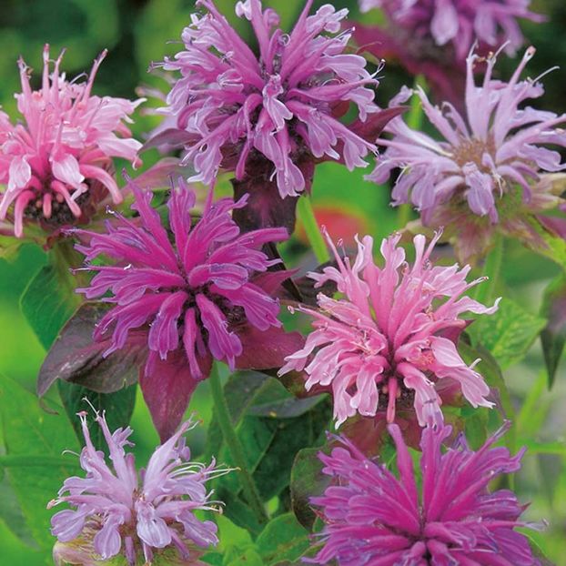 Seminte flori Menta Indiana - Seminte de Menta Indiana - Monarda Didyma Bergamot