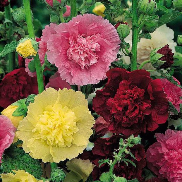 Seminte flori Nalba de Gradina Batuta - Seminte de Nalba de Gradina Batuta - Hollyhock Chaters Double Mixed