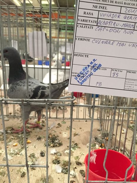  - Rezultate expo nationala a romaniei Baicoi 2017