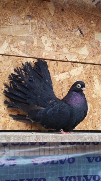 Fata 2016 b - Negri trenati de bucuresti - negri turci