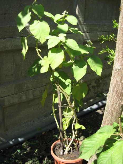 2017 - tamarillo cu fructe galbene - Tamarillo