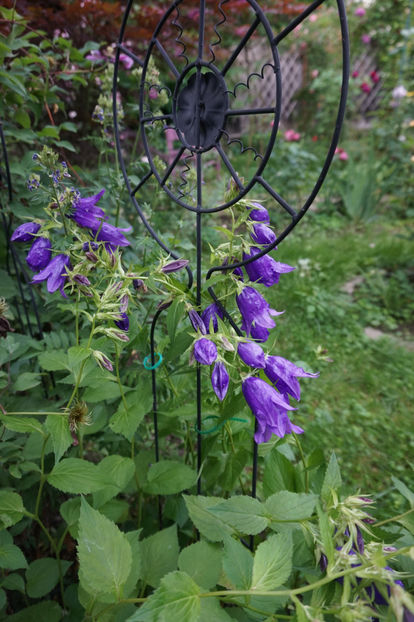  - Campanula