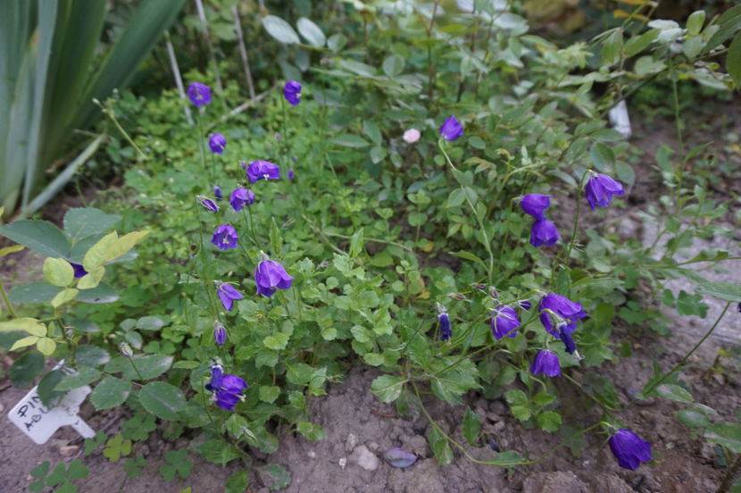  - Campanula