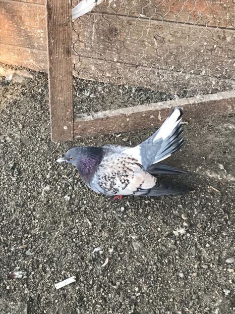 62F1B9AF-5A72-4239-8A16-517AC451AEA5 - Vargati codalbi