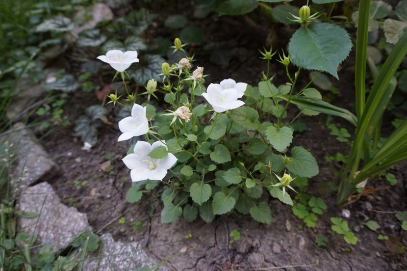 - Campanula