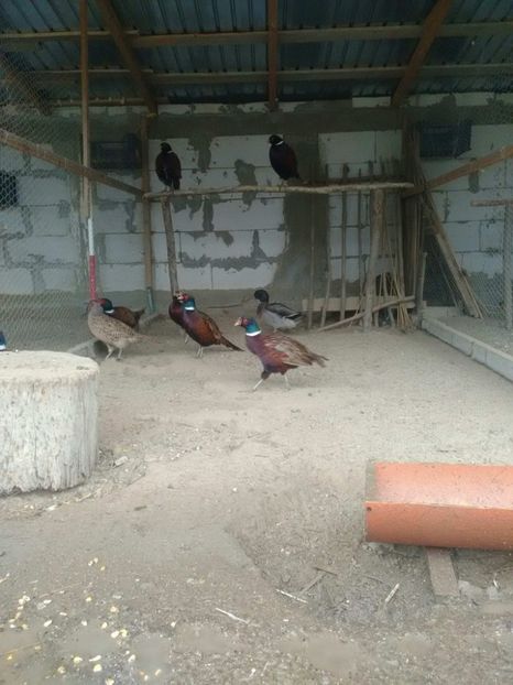 23432642_1719842118049477_818929674_o - fazani comuni