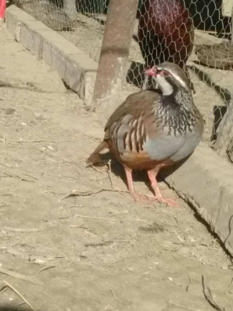 24818937_1746979478669074_745426772_o - potarnichi de stanca