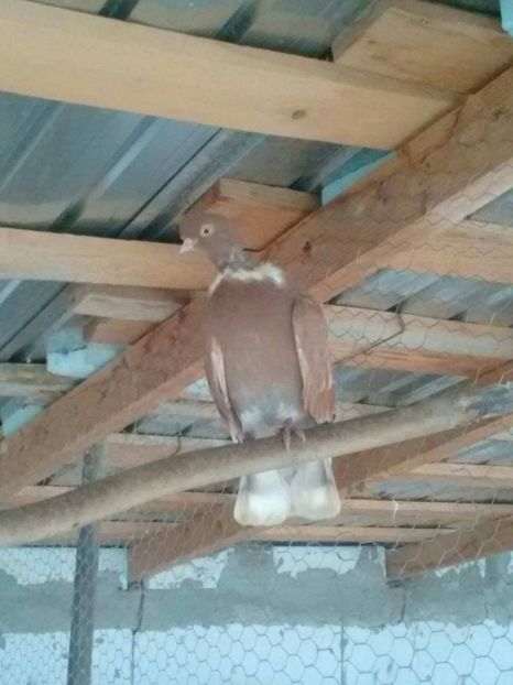 24819224_1746978215335867_452628510_o - gat golas