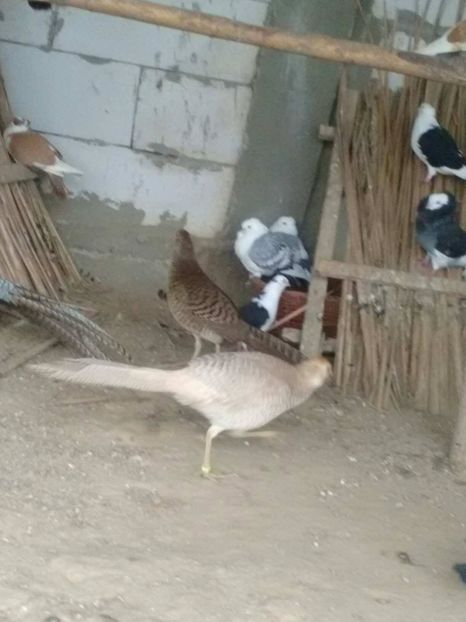 24946178_1746978535335835_1358039370_o - fazani auriu pe galben