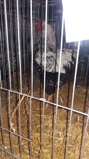  - EXPO NATIONALA BAICOI 2017