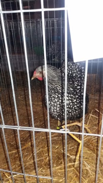  - EXPO NATIONALA BAICOI 2017