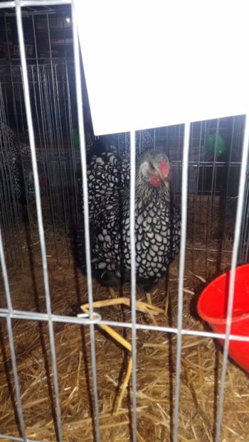  - EXPO NATIONALA BAICOI 2017