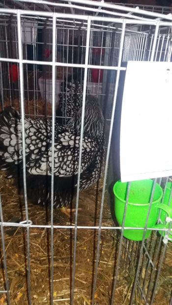  - EXPO NATIONALA BAICOI 2017