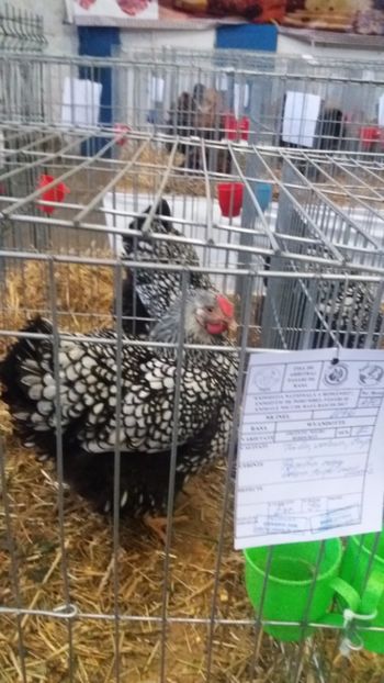  - EXPO NATIONALA BAICOI 2017