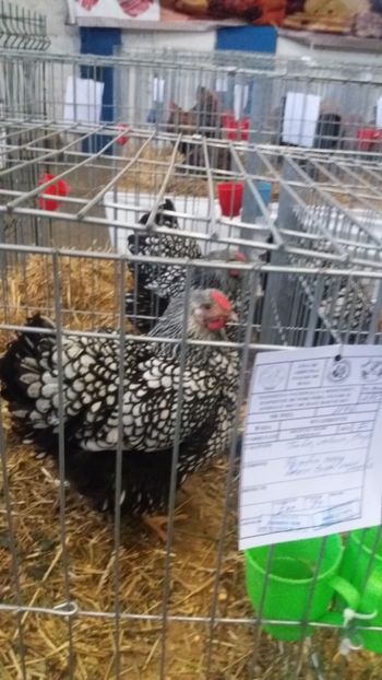  - EXPO NATIONALA BAICOI 2017