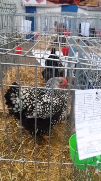  - EXPO NATIONALA BAICOI 2017