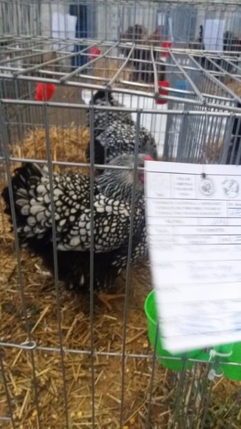  - EXPO NATIONALA BAICOI 2017