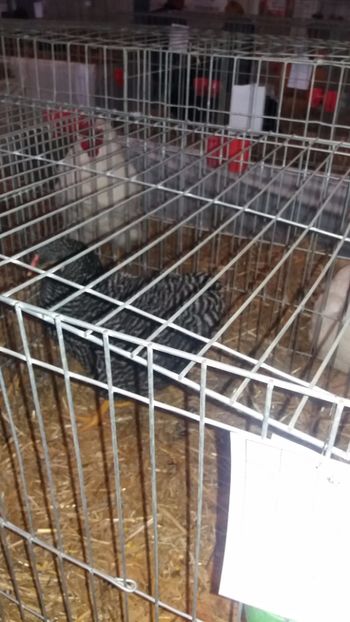  - EXPO NATIONALA BAICOI 2017