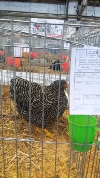  - EXPO NATIONALA BAICOI 2017