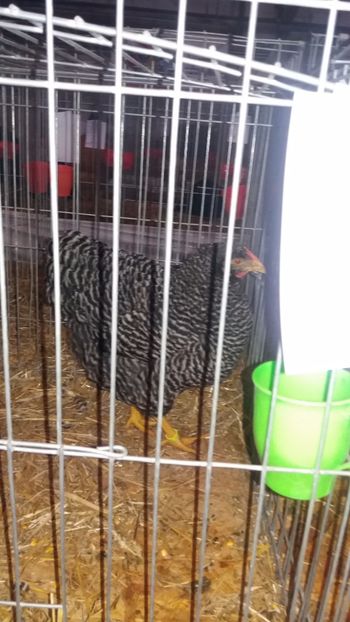  - EXPO NATIONALA BAICOI 2017