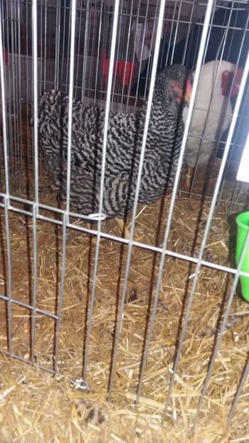  - EXPO NATIONALA BAICOI 2017