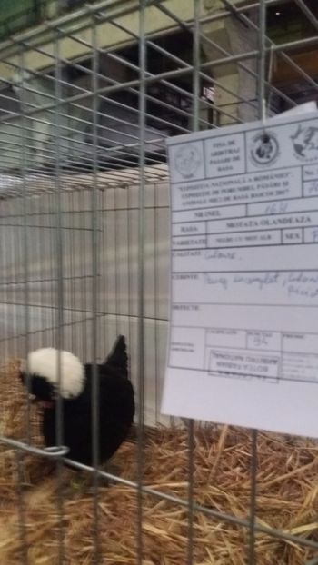  - EXPO NATIONALA BAICOI 2017