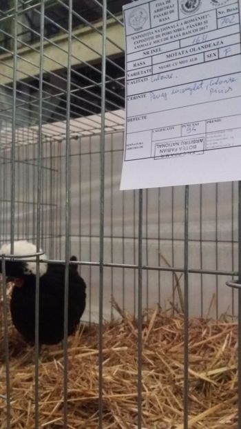  - EXPO NATIONALA BAICOI 2017