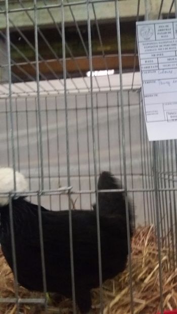  - EXPO NATIONALA BAICOI 2017