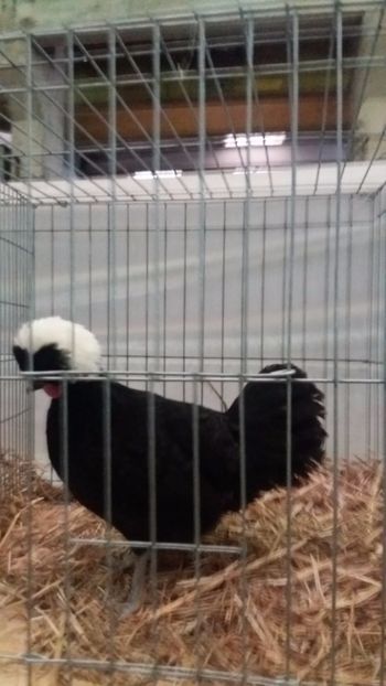  - EXPO NATIONALA BAICOI 2017