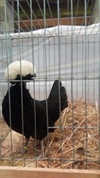  - EXPO NATIONALA BAICOI 2017