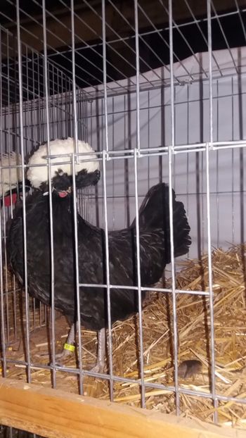  - EXPO NATIONALA BAICOI 2017