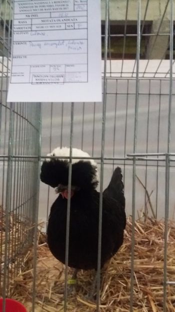  - EXPO NATIONALA BAICOI 2017