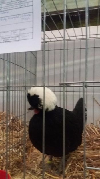  - EXPO NATIONALA BAICOI 2017