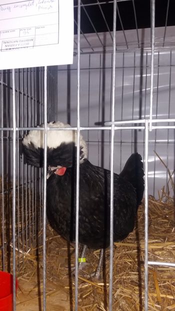  - EXPO NATIONALA BAICOI 2017