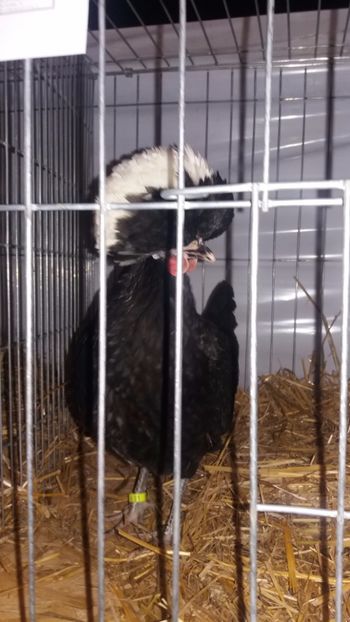  - EXPO NATIONALA BAICOI 2017