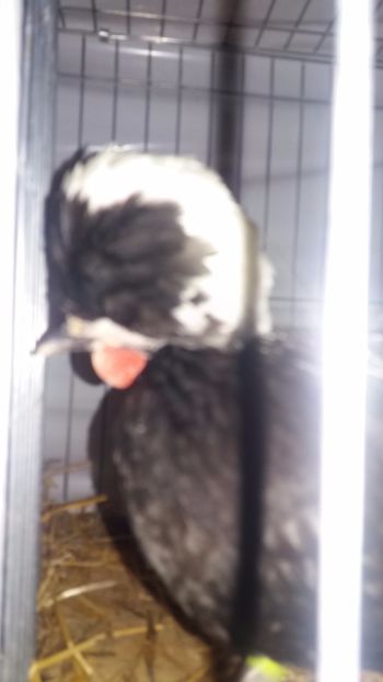  - EXPO NATIONALA BAICOI 2017