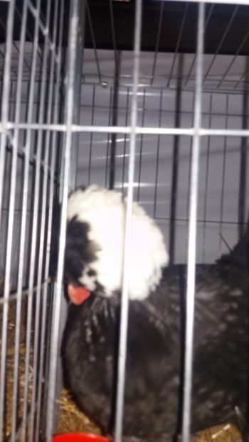  - EXPO NATIONALA BAICOI 2017