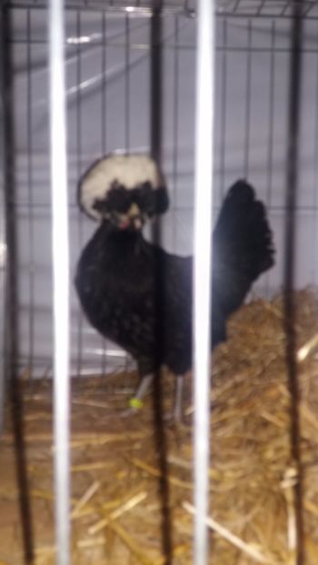  - EXPO NATIONALA BAICOI 2017