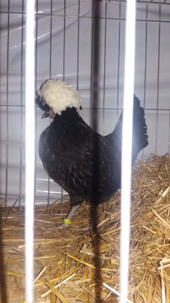  - EXPO NATIONALA BAICOI 2017