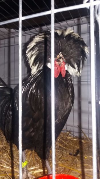  - EXPO NATIONALA BAICOI 2017